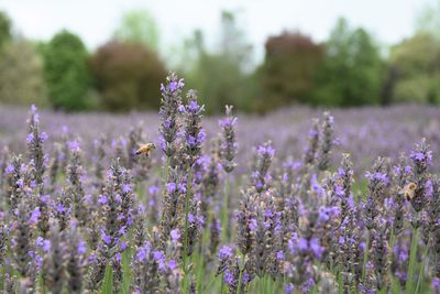 Close-up of lavender flowers on field