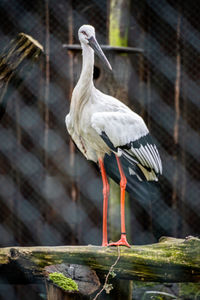 View of bird perching on wood