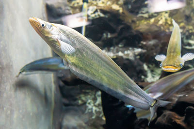 Close-up of fish swimming in sea