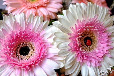 Close-up of pink gerbera daisy flower