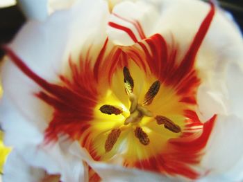 Close-up of yellow flower