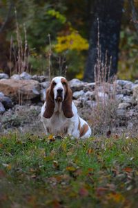 Dog sitting on field