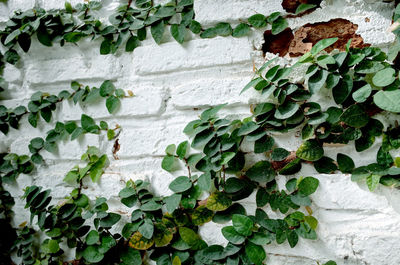 Close-up of ivy growing on wall