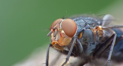 Close-up of fly