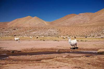 View of a horse on desert