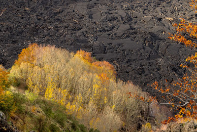 Aerial view of landscape during autumn