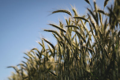 Low angle view of crops against sky