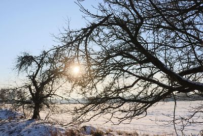 Sunlight streaming through bare tree in winter