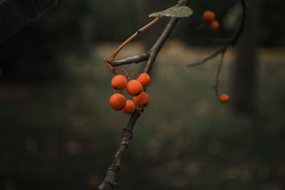 Close-up of red berries growing on tree