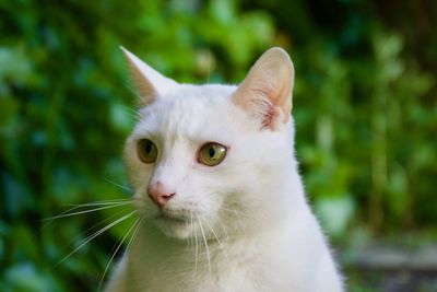 Close-up of cat looking away