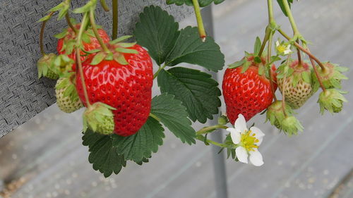 Close-up of strawberries hanging on plant