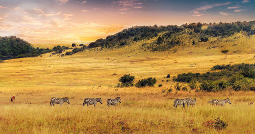 View of sheep on landscape