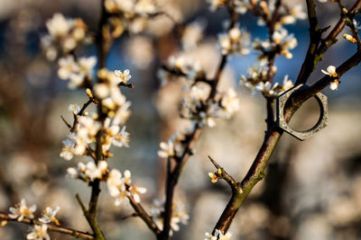 Close-up of flowers