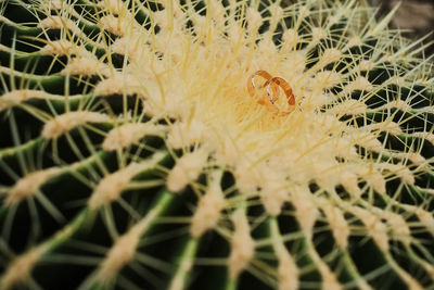 Close-up of yellow cactus flower