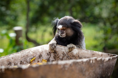 The black-tufted marmoset or star marmoset, t, marmoset, is a species of monkey from the new world.