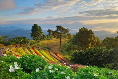 View of botanical garden with flowers and trees against sky