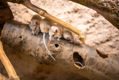 Close-up of monkey