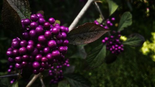 Close-up of purple flowers