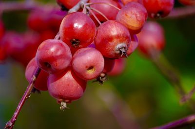 Close-up of wet red berries growing on plant