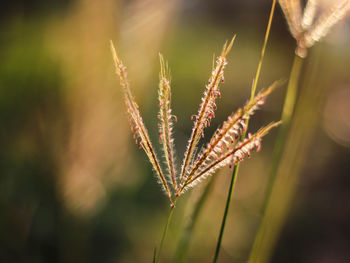 Close-up of plant on field