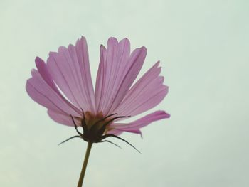 Close-up of flower against white background