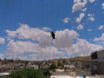 Low angle view of insect against blue sky