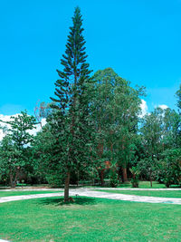 Trees on field against clear blue sky