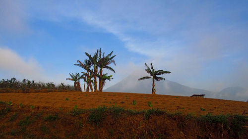 Palm trees on field against sky