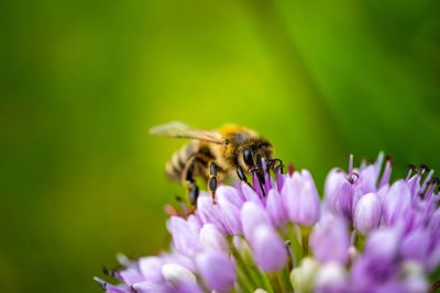 Close-up of bee pollinating on purple flower