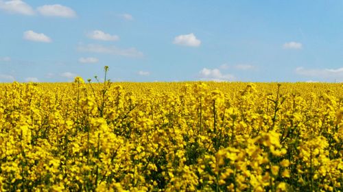 Scenic view of field against cloudy sky