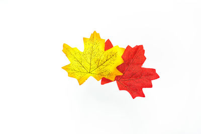 Close-up of maple leaves on white background