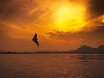 Bird flying over sea against orange sky