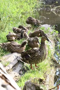 Ducks in a lake