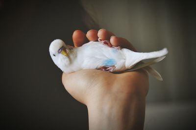 Midsection of person holding bird against black background