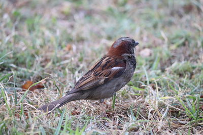 Close-up of a bird perching on grass