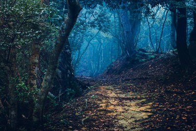 Trees growing in forest