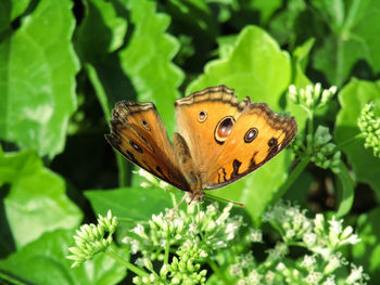 Close-up of butterfly on leaf