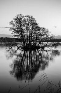 Trees by river against sky