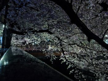 Flowers growing on tree
