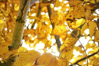 Close-up of yellow leaves against blurred background