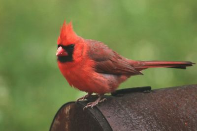 Close-up of bird perching on wood