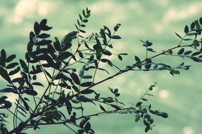 View of plant against sky