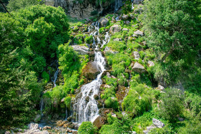 Scenic view of waterfall in forest