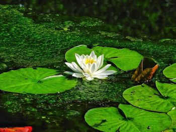 Lotus water lily in pond