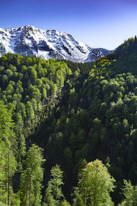 Scenic view of pine trees and mountains against sky