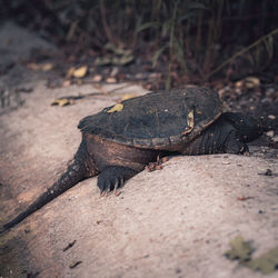 High angle view of lizard on rock
