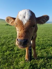 Cow in a field