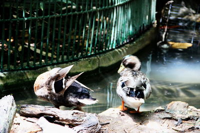 Ducks swimming in lake