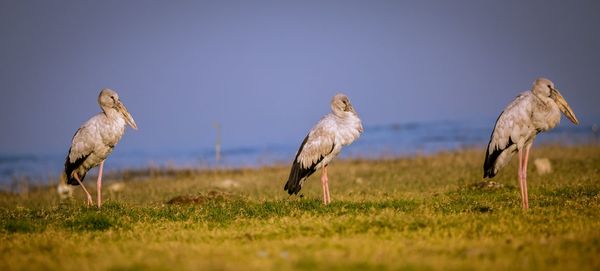 Flock of birds on field