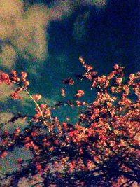 Low angle view of flowers growing on tree